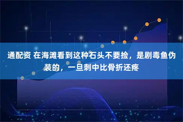 通配资 在海滩看到这种石头不要捡，是剧毒鱼伪装的，一旦刺中比骨折还疼